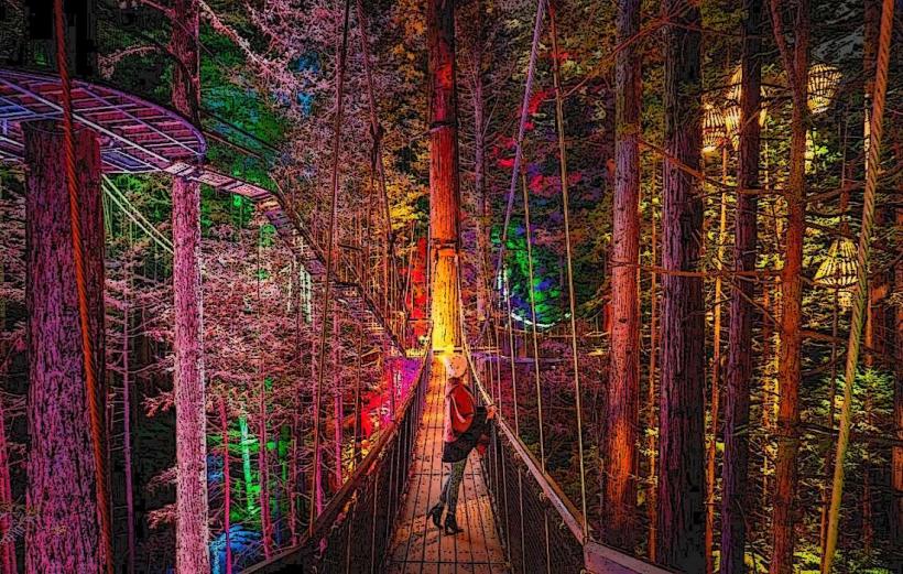 REDWOODS Treewalk