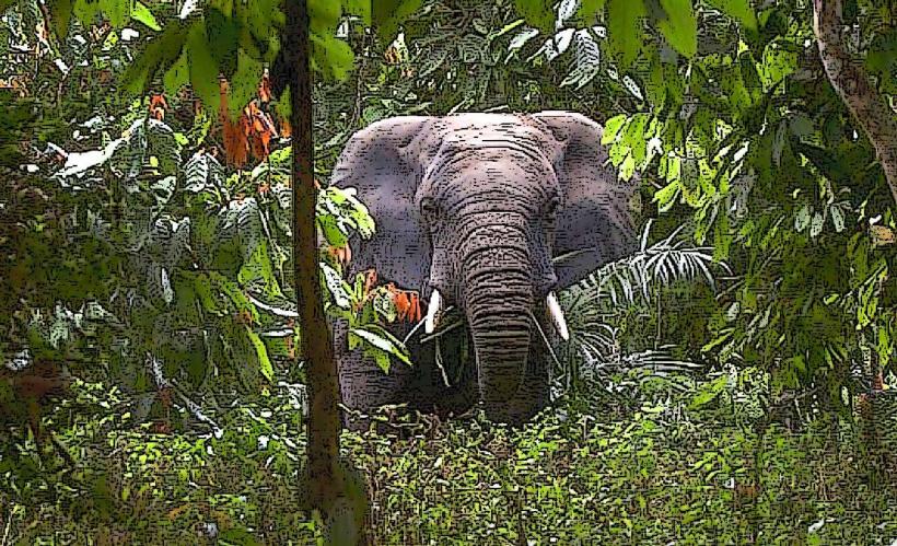 Taï National Park
