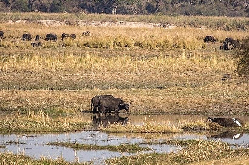 Buffalo Core Area (Bwabwata)