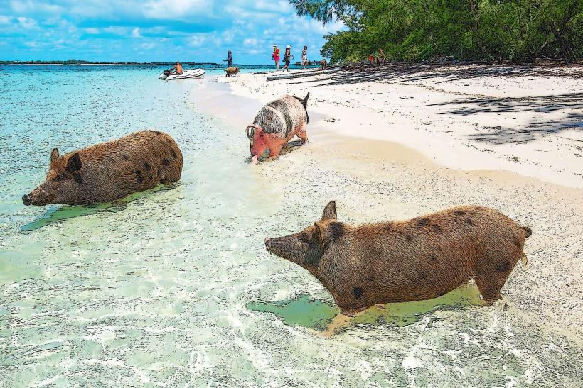 Pig Beach (Big Major Cay)