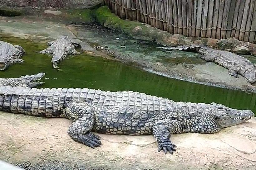 Amo Chhu Crocodile Breeding Centre