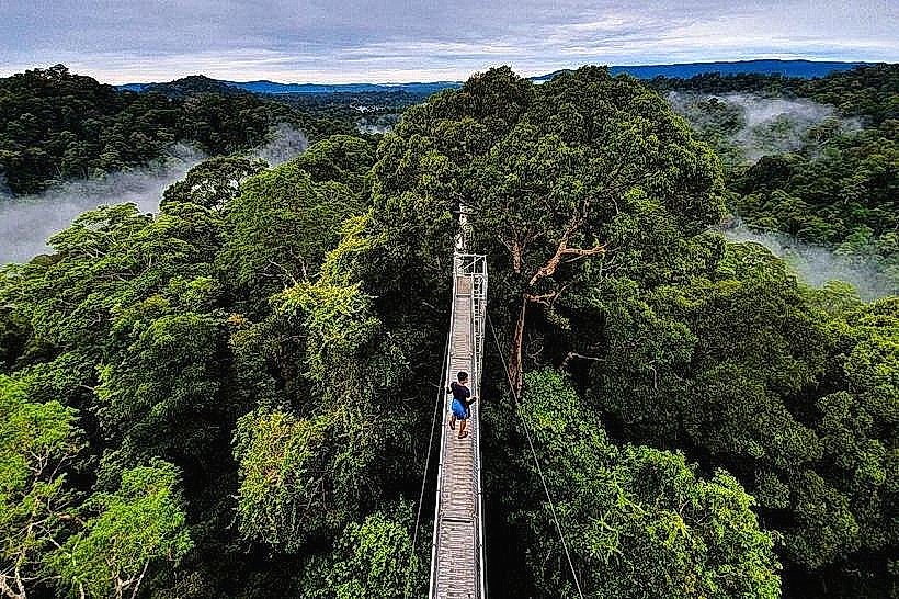 Belalong Canopy Walk
