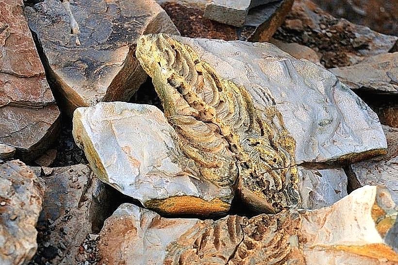 Mesosaurus Fossil Site