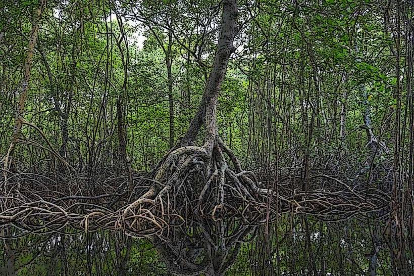 Cedros Mangroves