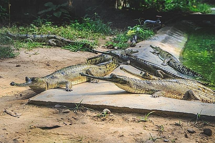 Gharial Breeding Center