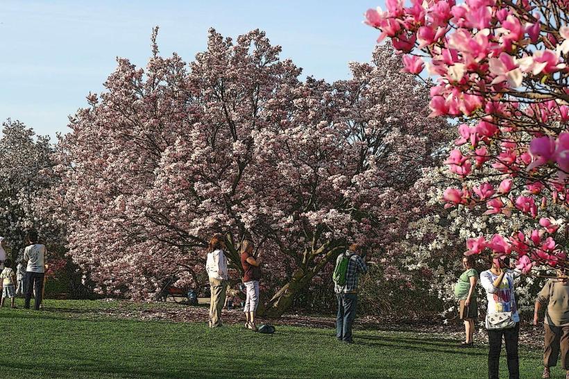Door County Cherry Blossom Festival