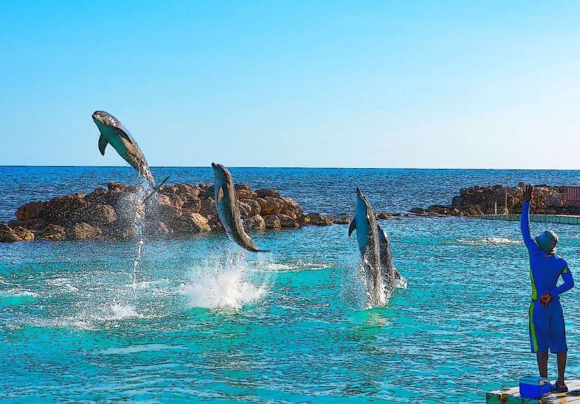 Dolphin Cove