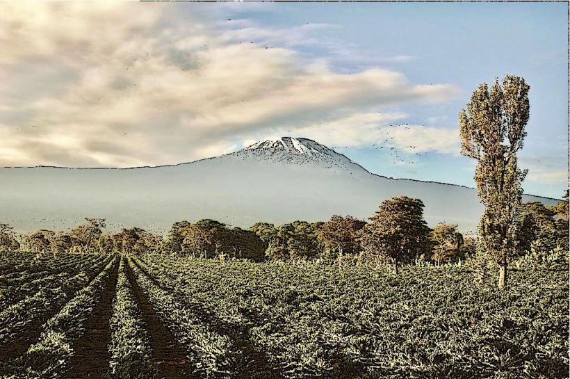 Kilimanjaro Coffee Tour обиколката за кафе Kilimanjaro предлага на посетителите