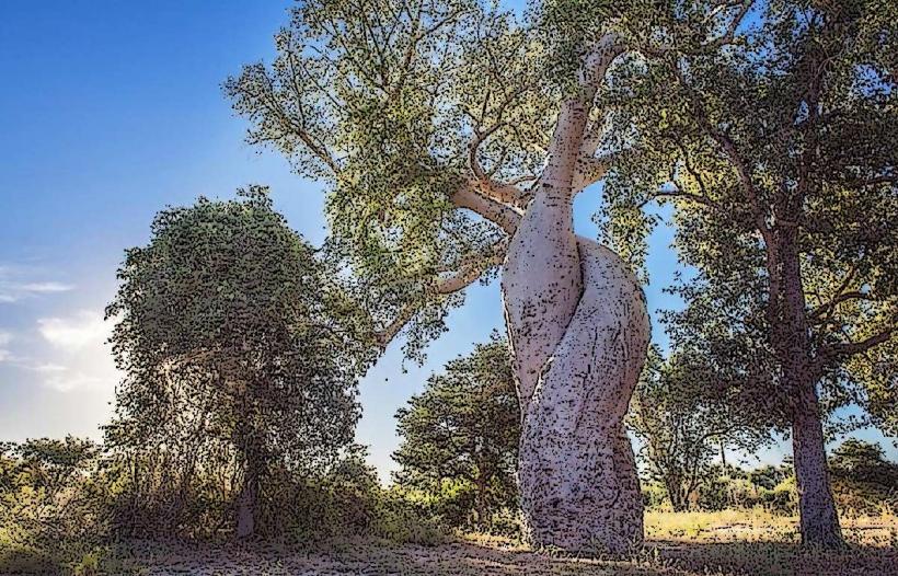 Baobab Amoureux