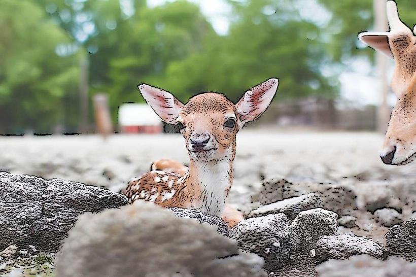 Lagoon Deer Park