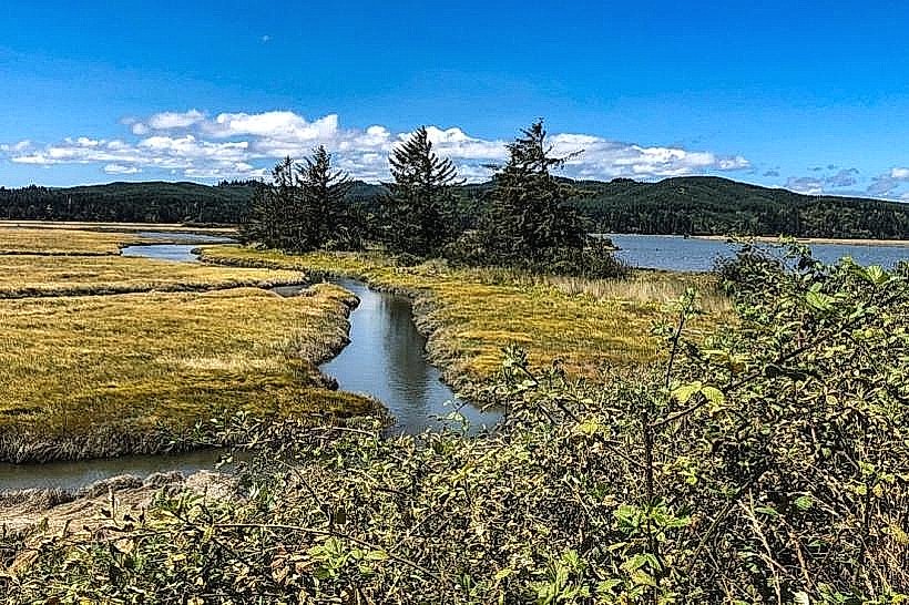 Millicoma Marsh
