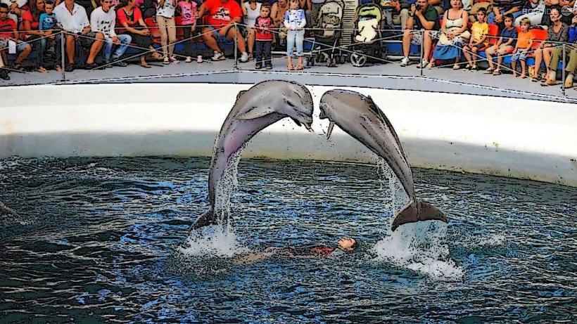 Varna Dolphinarium