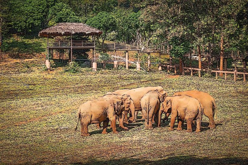 Elephant Nature Park