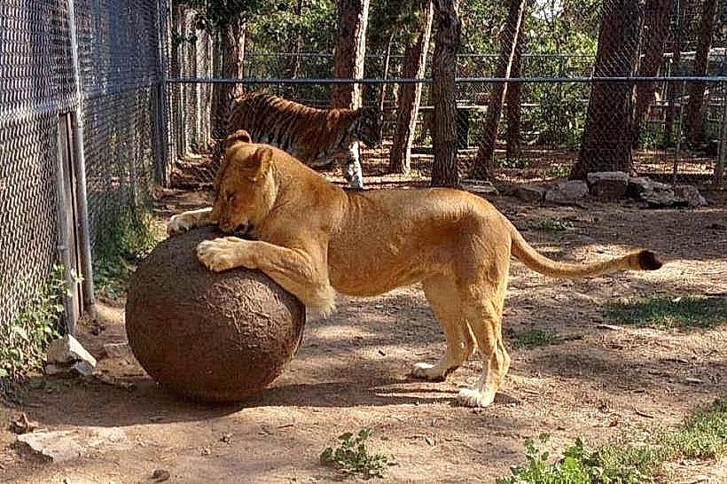 Spirit of the Hills Wildlife Sanctuary