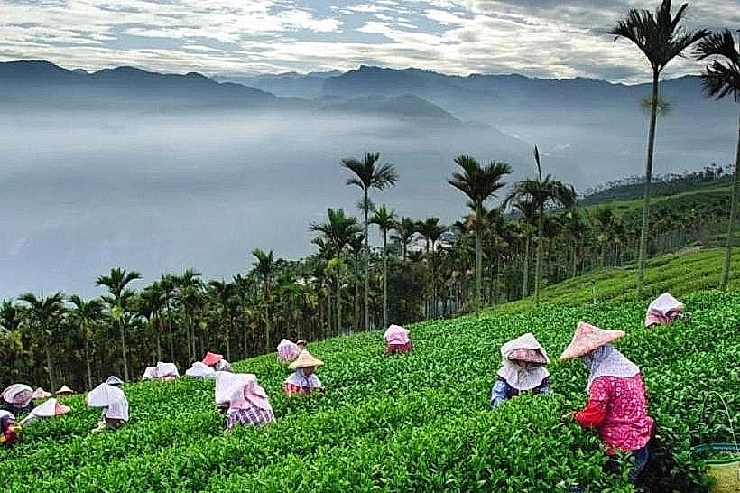 Sylhet Tea Gardens