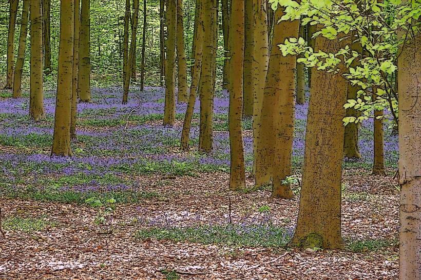 Bois de la Houssière