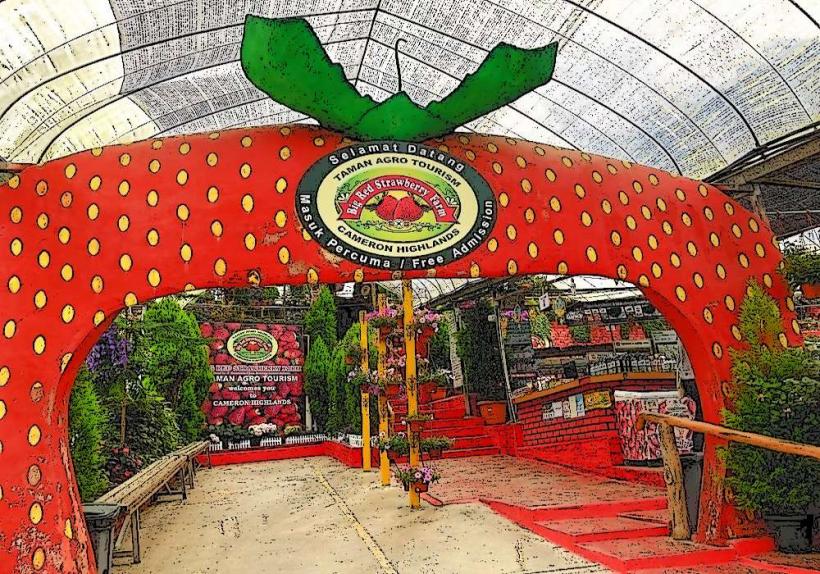 Big Red Strawberry Farm е една от най големите и