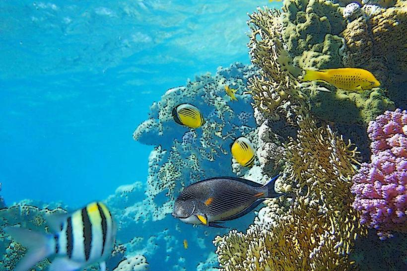 Tikehau Coral Garden