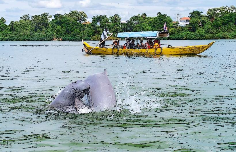 Irrawaddy Dolphin Watching