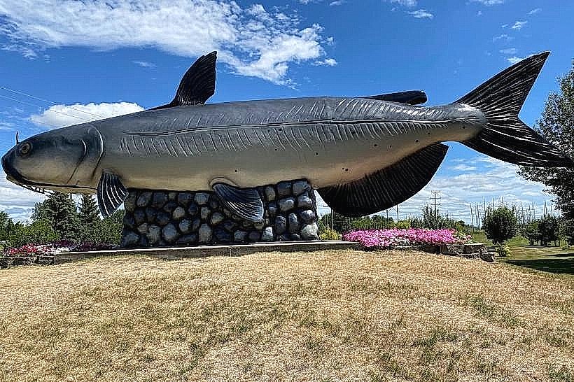 World’s Largest Catfish “The Wahpper”