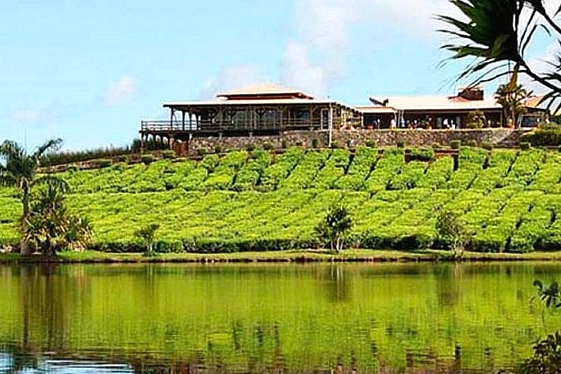 Bois Cheri Tea Factory