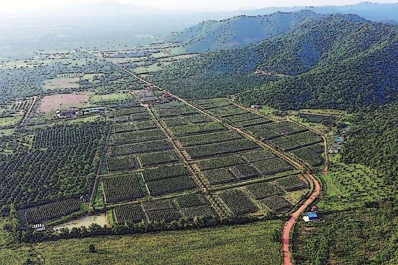 Kampot Pepper Plantations