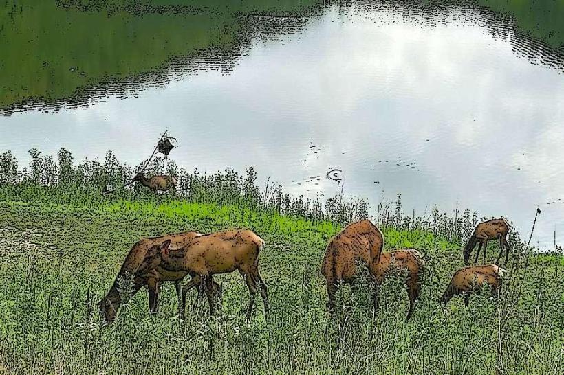 Lone Elk Park