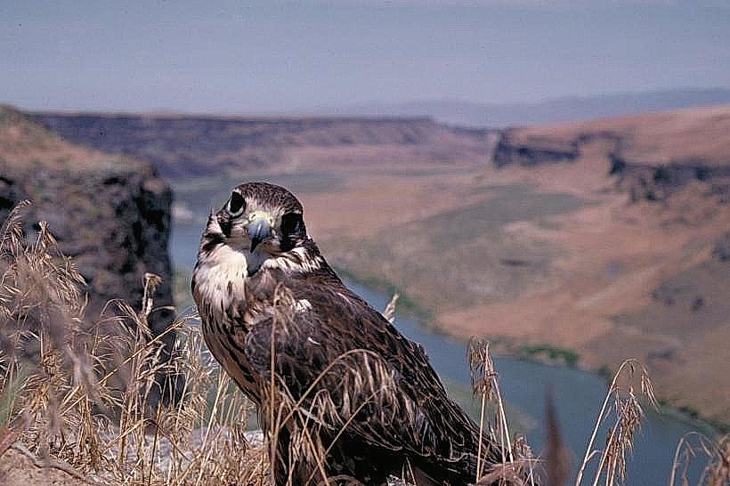 Snake River Birds of Prey National Conservation Area