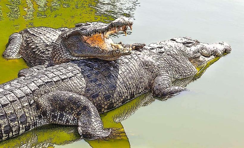 Crocodile Lake