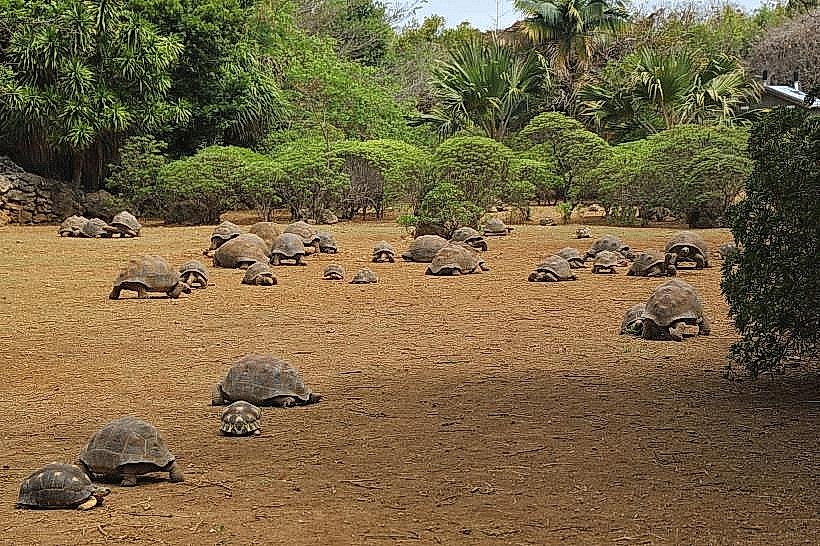 François Leguat Giant Tortoise Reserve