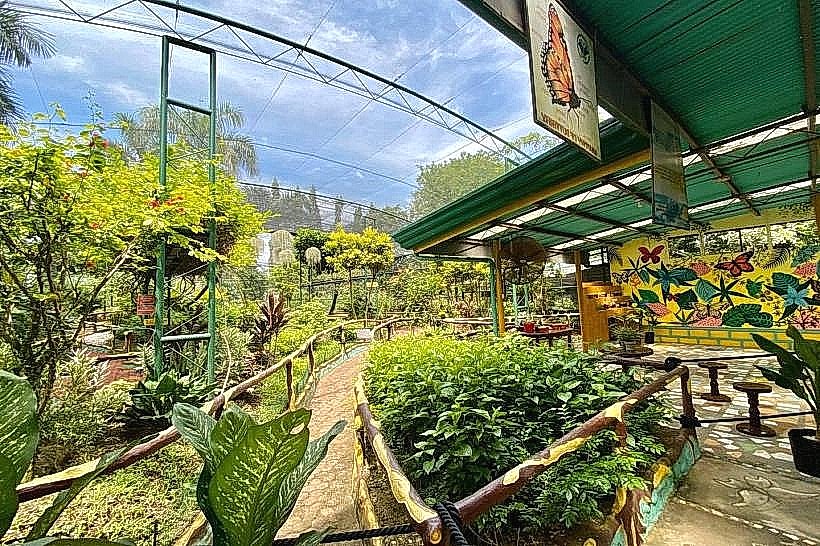 Davao Butterfly House
