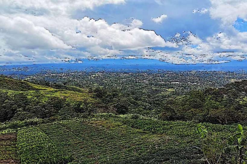 Pagu Tea Estate