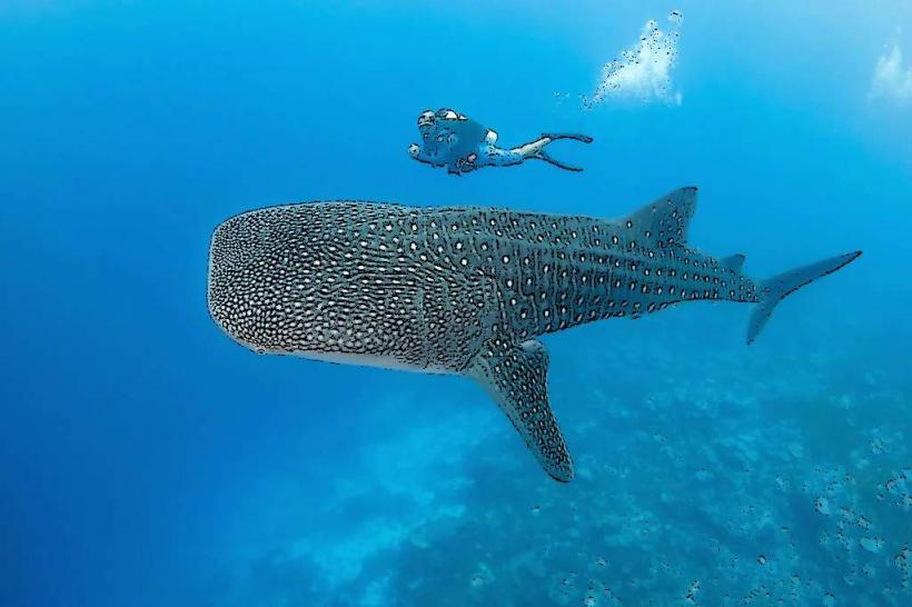 Tikehau Shark Diving