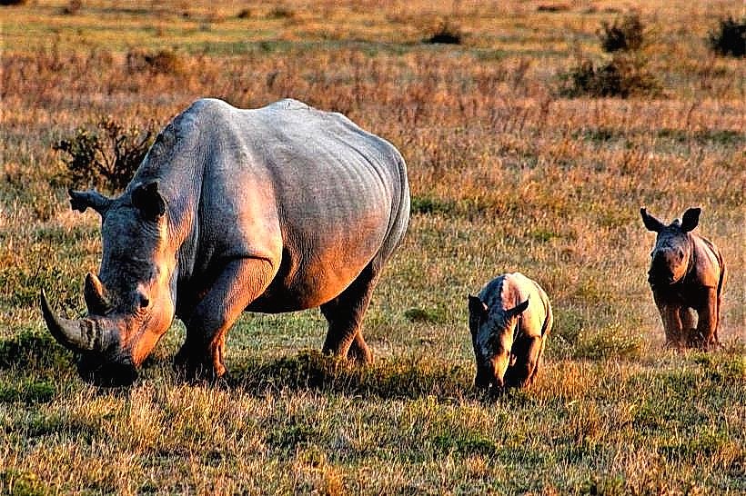 Khama Rhino Sanctuary