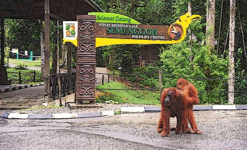 Semenggoh Wildlife Centre е известен център за рехабилитация на диви