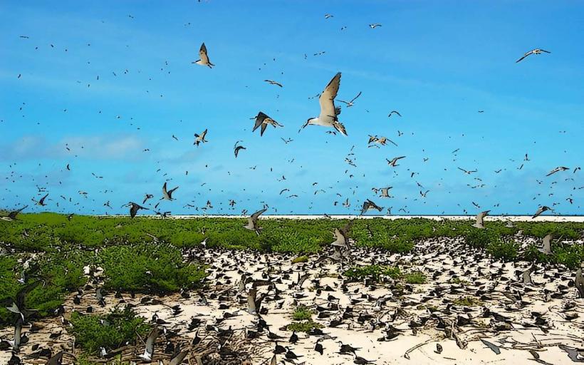 Seabird Colony