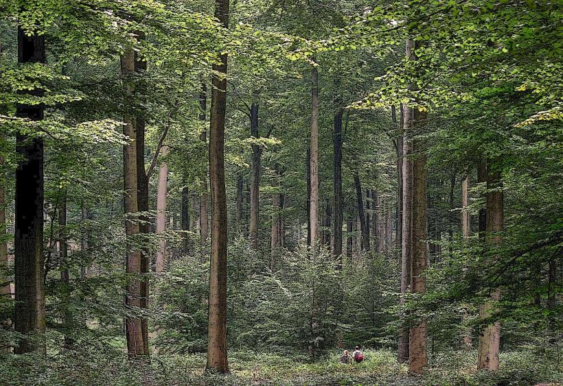 Haute-Sûre Forêt d'Anlier