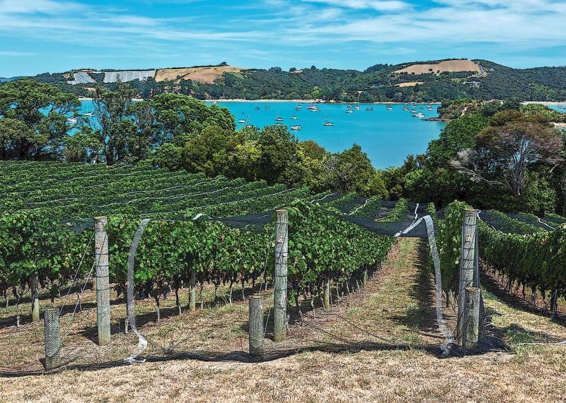 Лозята на остров Waiheke