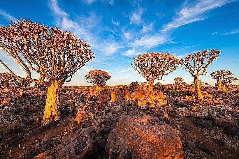 Quiver Tree Forest (Kokerboom Woud)