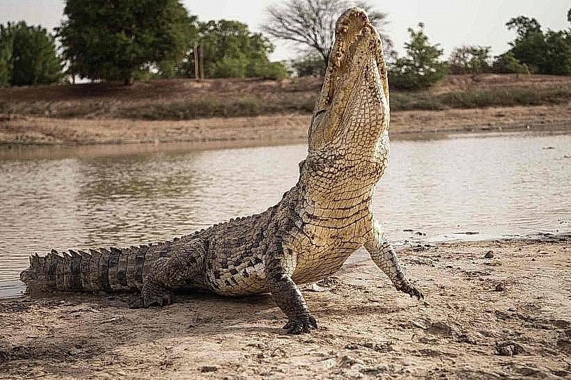 Kaya Sacred Crocodile Ponds
