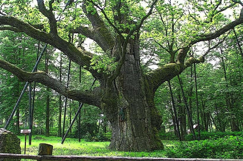 Bartek Oak