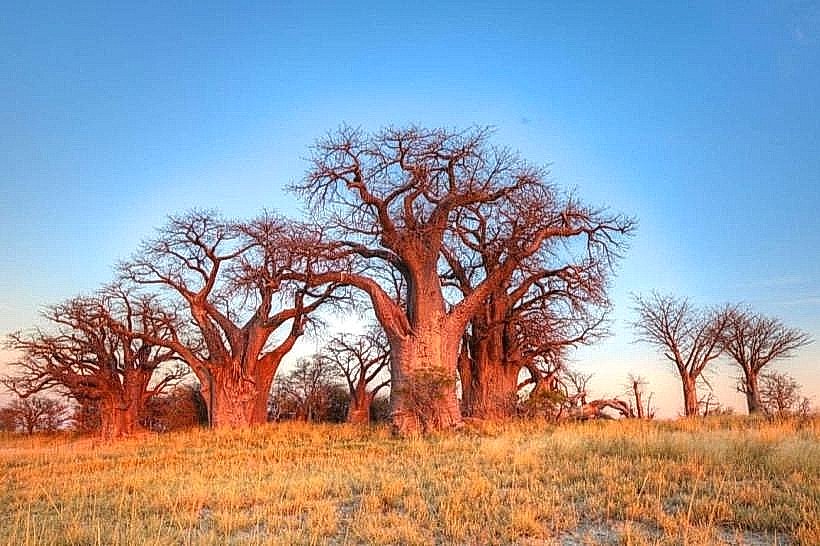 Nxai Pan National Park