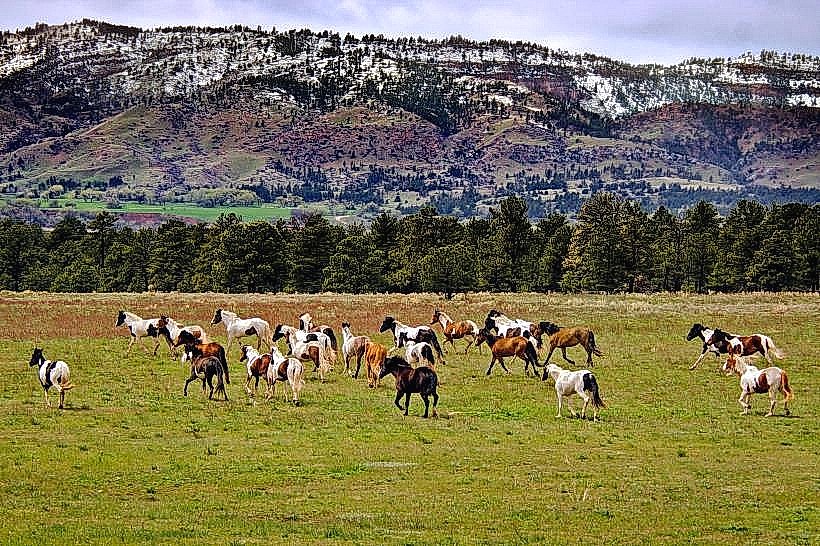 Black Hills Wild Horse Sanctuary