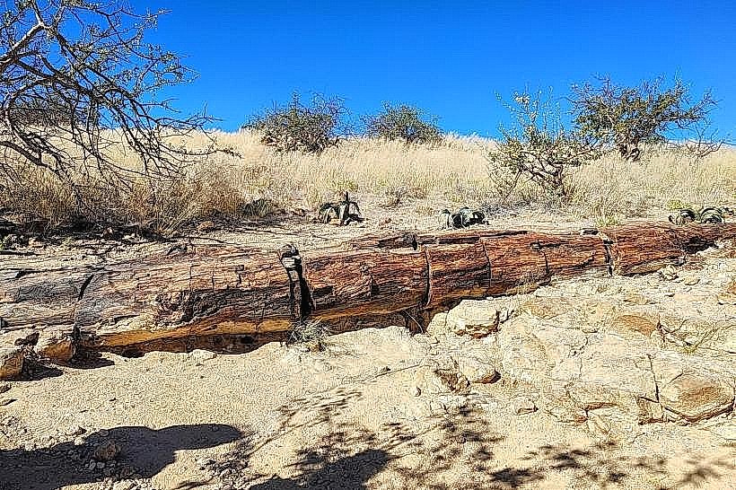 Khorixas Petrified Forest