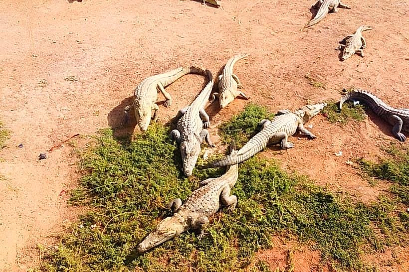 Ouagadougou Crocodile Pond