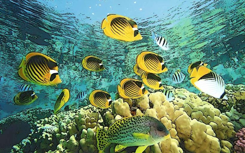 Malindi Marine National Park