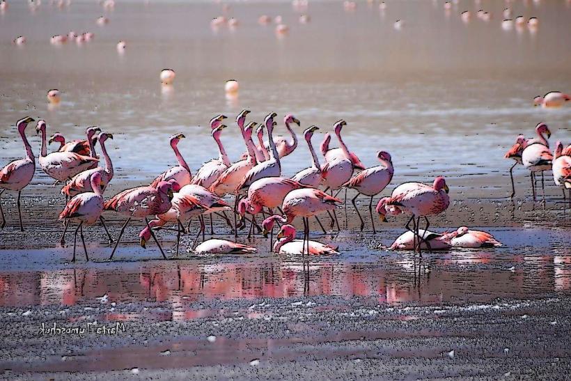 Laguna de los flamencos