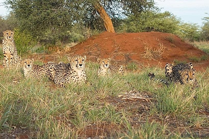 Okonjima Nature Reserve