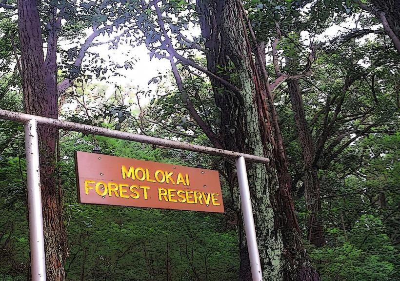 Molokai Forest Reserve