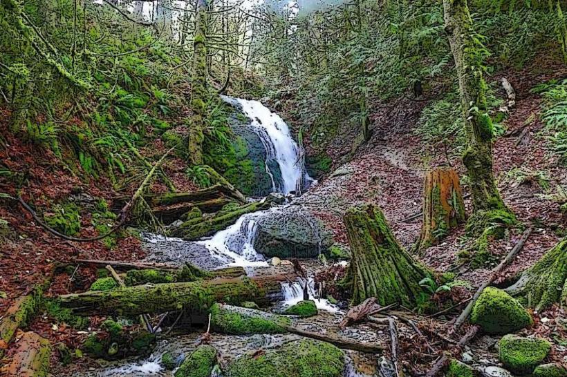 Cougar Mountain Regional Wildland Park